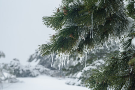 Snow-covered branches of pine trees with cones and icicles on mountain Ai-Petri in spring. Crimeaの写真素材