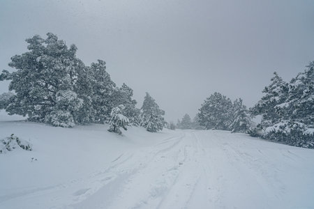 Snow-covered forest on top of mountain Ai-Petri after blizzard in spring. Crimeaの写真素材
