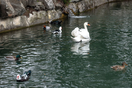 White swans and ducks in lake at Upper park of Vorontsov Palace in spring. Alupka. Crimeaの写真素材