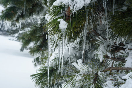 Snow-covered branches of pine trees with cones and icicles on mountain Ai-Petri in spring. Crimeaの写真素材