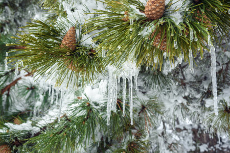 Snow-covered branches of pine tree on mountain Ai-Petri in spring. Crimeaの写真素材