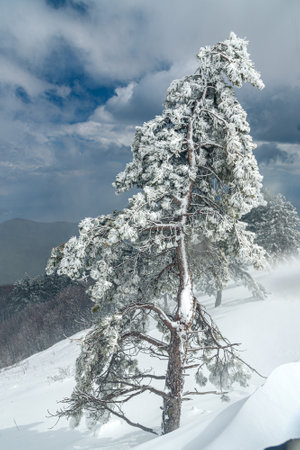 Snow covered pine tree on mountain Ai-Petri after blizzard in spring. Crimeaの写真素材