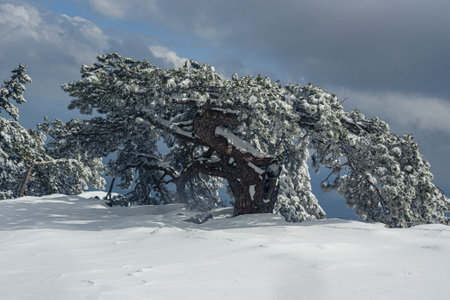 Snow covered pine tree on mountain Ai-Petri after blizzard in spring. Crimeaの写真素材