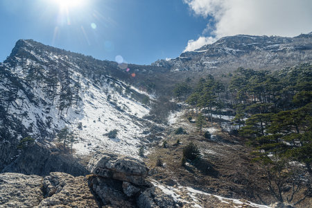 Snow covered forest on hillside of mountain Ai-Petri after blizzard in spring. Crimeaの写真素材