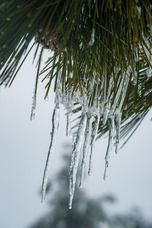 Snow-covered branches of pine trees with cones and icicles on mountain Ai-Petri in spring. Crimeaの写真素材
