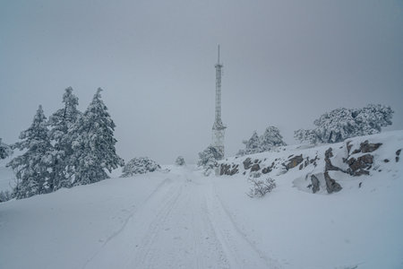 Snow-covered forest on top of mountain Ai-Petri after blizzard in spring. Crimeaの写真素材