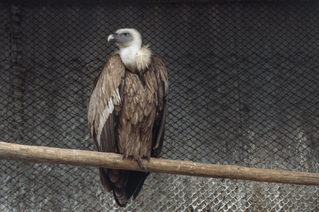 Eurasian griffon vulture or Gyps fulvus in parkの写真素材