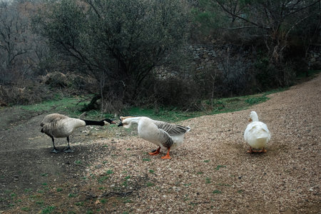 Pair of different geese fighting in the parkの写真素材