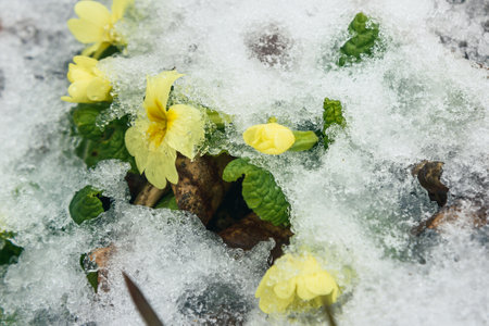 Spring flowers yellow Primula vulgaris under the snow