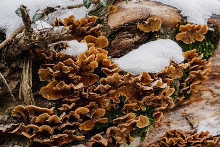 Group of fungus Stereum subtomentosum on tree trunk with snow in springの写真素材