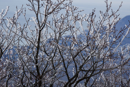 Branches frozen in strangely shaped ice due to the wind on Demerdzhi mountain slope in early spring. Crimeaの写真素材