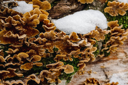 Group of fungus Stereum subtomentosum on tree trunk with snow in springの写真素材