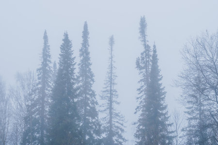 Silhouette of fir tree tops in fog in forestの写真素材