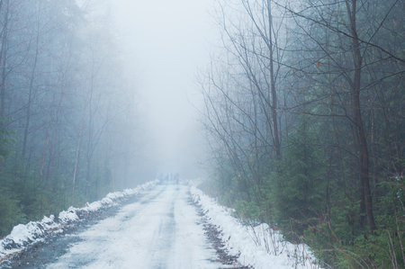 Forest road in the fog in winterの写真素材