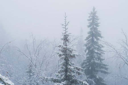 Silhouette of fir tree tops in fog in forestの写真素材