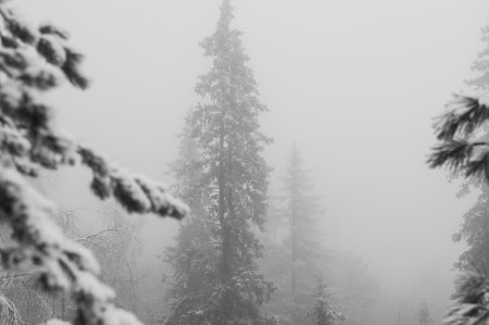Silhouette of fir tree tops in fog in forest Black and whiteの写真素材