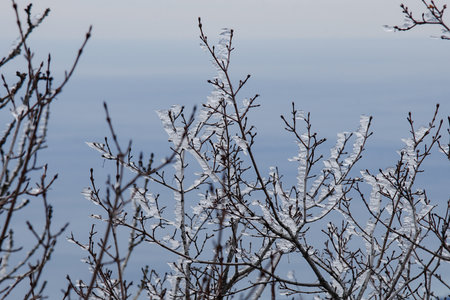 Branches frozen in strangely shaped ice due to the wind on Demerdzhi mountain slope in early spring. Crimeaの写真素材