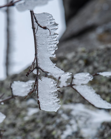 Branches frozen in strangely shaped ice due to the wind on Demerdzhi mountain slope in early spring. Crimeaの写真素材