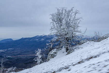 Bush frozen in ice on Demerdzhi mountain slope in early spring. Crimeaの写真素材