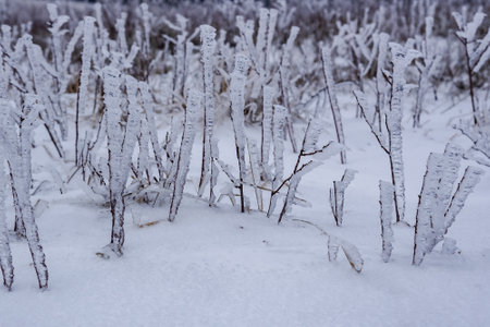 Frozen dry wild meadow grass growing on Mount Demerdzhi in snow winter. Crimeaの写真素材