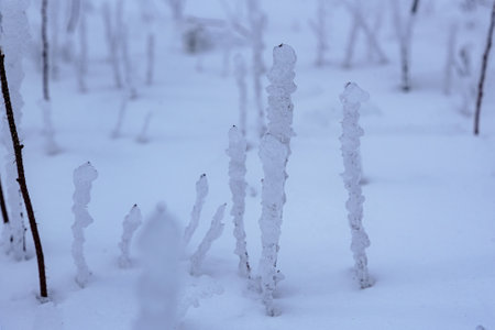 Frozen dry wild meadow grass growing on Mount Demerdzhi in snow winter. Crimeaの写真素材