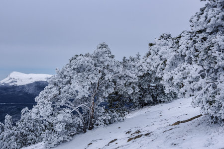 Snow covered pine trees on mountain Demerdzhi after blizzard in early spring. Crimeaの写真素材