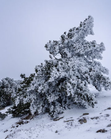Snow covered pine trees on mountain Demerdzhi after blizzard in early spring. Crimeaの写真素材