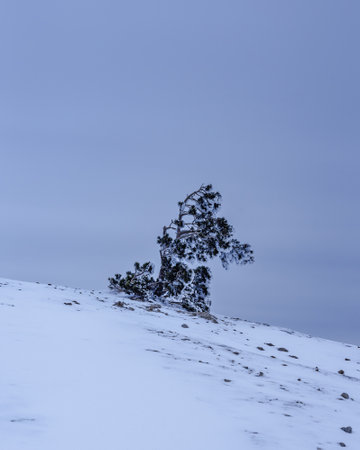 Snow covered lonely pine tree on mountain Demerdzhi after blizzard in early spring. Crimeaの写真素材
