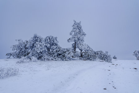 Snow covered pine trees on mountain Demerdzhi after blizzard in early spring. Crimeaの写真素材