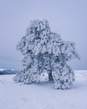 Snow covered lonely pine tree on mountain Demerdzhi after blizzard in early spring. Crimeaの写真素材