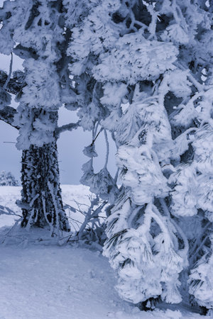Snow covered branch of pine trees on mountain Demerdzhi after blizzard in early spring. Crimea. background textureの写真素材