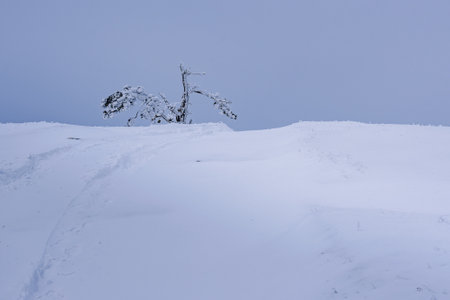 Snow covered lonely pine tree on mountain Demerdzhi after blizzard in early spring. Crimeaの写真素材