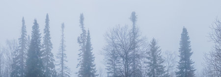 Silhouette of fir tree tops in fog in forestの写真素材