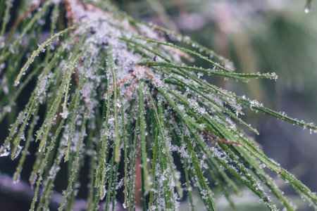 Ice and drops on pine branch in forestの写真素材
