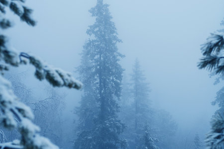 Silhouette of fir tree tops in fog in forestの写真素材