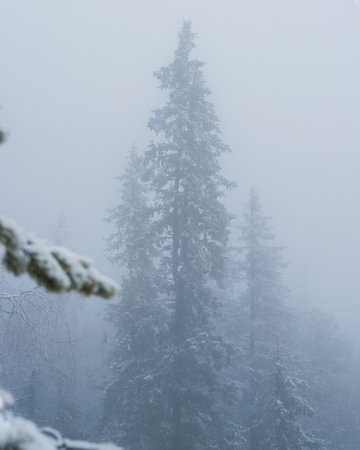Silhouette of fir tree tops in fog in forestの写真素材
