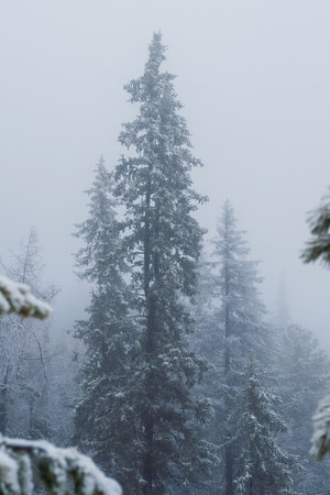 Silhouette of fir tree tops in fog in forestの写真素材