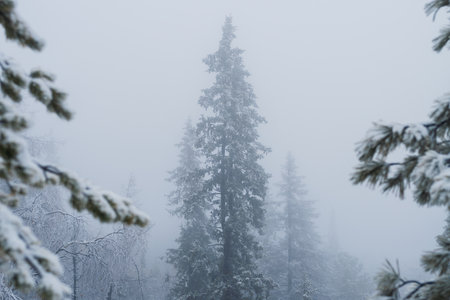 Silhouette of fir tree tops in fog in forestの写真素材