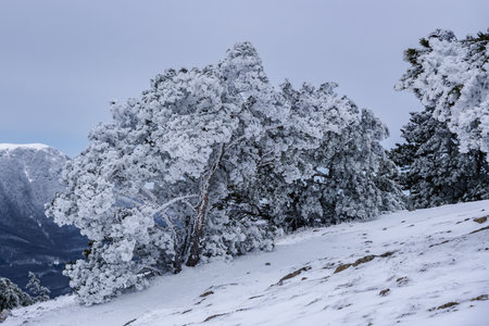 Snow covered pine trees on mountain Demerdzhi after blizzard in early spring. Crimeaの写真素材