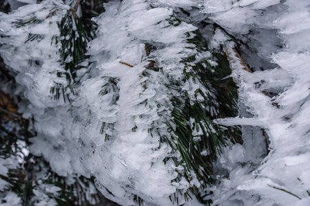Snow covered branch of pine trees on mountain Demerdzhi after blizzard in early spring. Crimea....