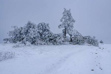 Snow covered pine trees on mountain Demerdzhi after blizzard in early spring. Crimeaの写真素材