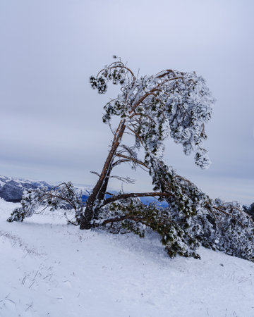 Snow covered lonely pine tree on mountain Demerdzhi after blizzard in early spring. Crimeaの写真素材