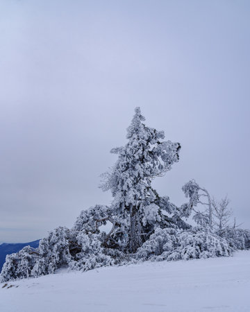 Snow covered lonely pine tree on mountain Demerdzhi after blizzard in early spring. Crimeaの写真素材