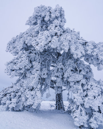 Snow covered lonely pine tree on mountain Demerdzhi after blizzard in early spring. Crimeaの写真素材