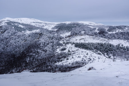 Winter forest on the slopes of Demerdzhi mountain range after blizzard in early spring. Crimeaの写真素材