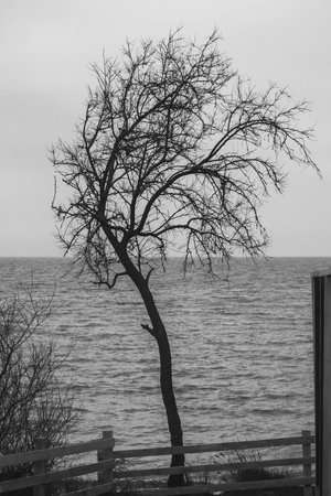 Silhouette of lonely tree by the Black Sea. Crimea. black and whiteの写真素材