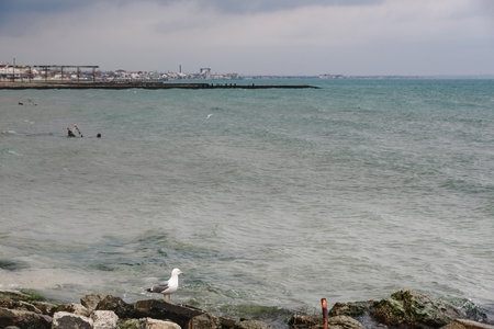 Seagull on empty beach in cloudy weather in spring. Feodosia. Crimeaの写真素材