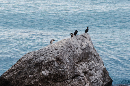 Few cormorants sitting on rock in Cape Alchak. Sudak. Crimeaの写真素材
