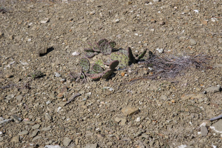 Wild Prickly Pear Cactus, Opuntia near Golitsyn trail in spring. Crimeaの写真素材