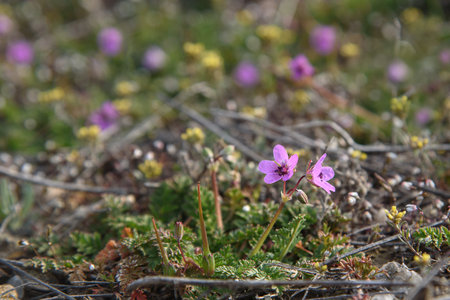 Small spring flower Erodium cicutarium. wild geraniumの写真素材